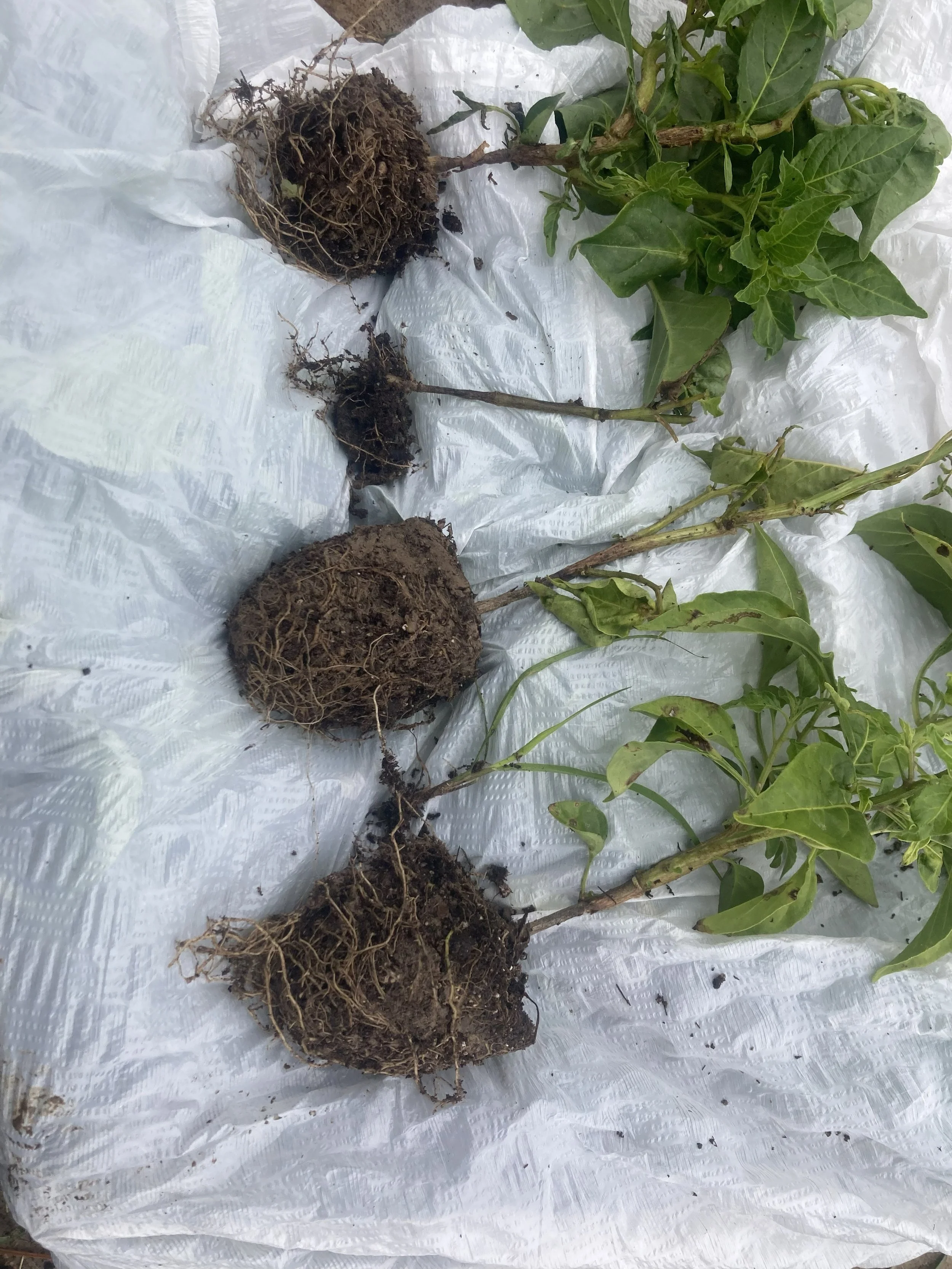 Unusuallly Cool Nighttime Temperatures Exacerbate Pythium Diseases In Louisiana Vegetables 