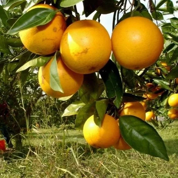 Growing Citrus in Louisiana Faces Challenges, but Farmers and the LSU Agcenter Work Together To Find Solutions