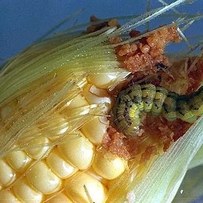 Corn Earworm Moth Activity Update