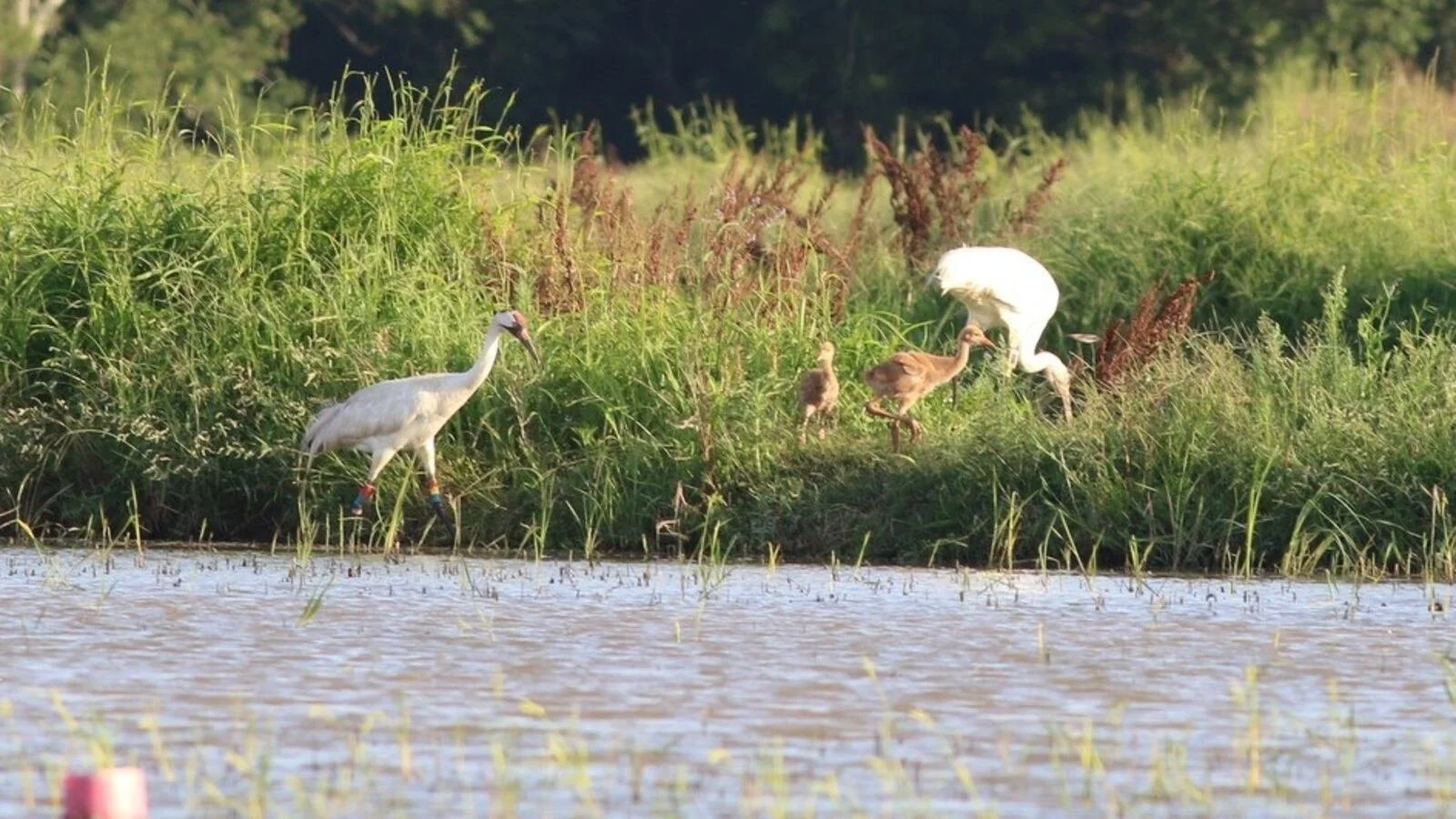 Four Whooping Crane Families Thriving in Jeff Davis Parish