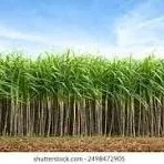 Sugar Producers Applaud Congressional Letter On Unfair Trade Practices