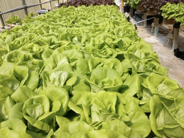 From Farm to Cafeteria: Louisiana Schools Embrace Nutrient-Dense School Lunches Grown on Campus