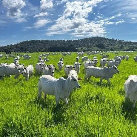 Cattle Placements Rise 6% During April