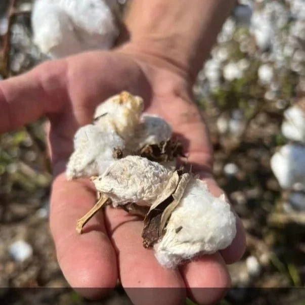 Cleveland: Cotton Market Continues Its Retreat