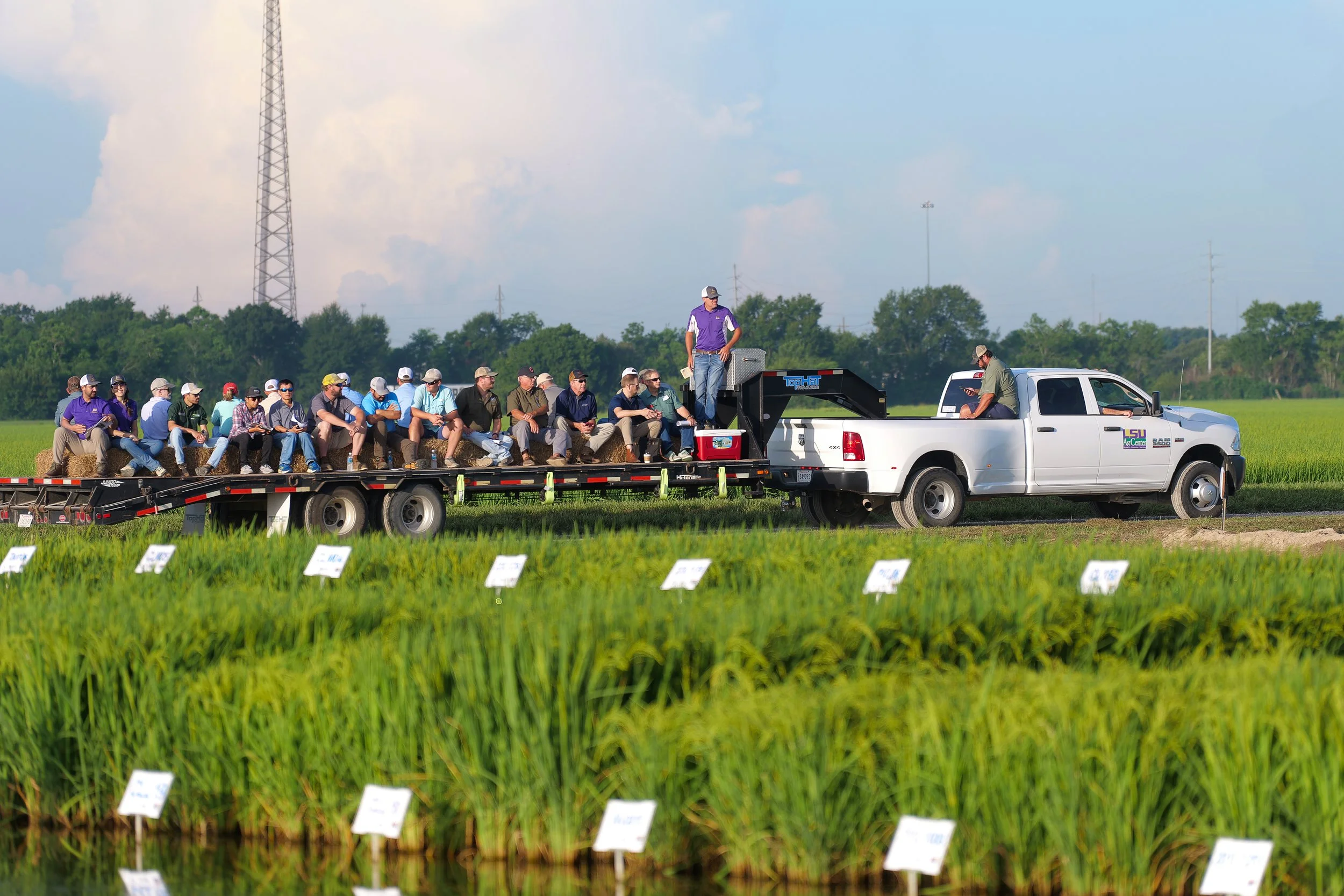 LSU AgCenter Rice Field Day Set for June 24