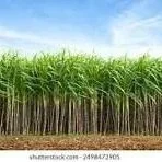 Finding A Window In A Dry Season