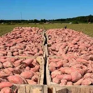 Sweetening The Pot:  Finding New Culinary Uses For A Vital State Crop
