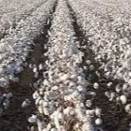 Cleveland: Cotton Market Struggled To Regain Momentum