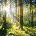 One Of Louisiana's Oldest Forestry Associations Keep Growing In East Feliciana Parish 