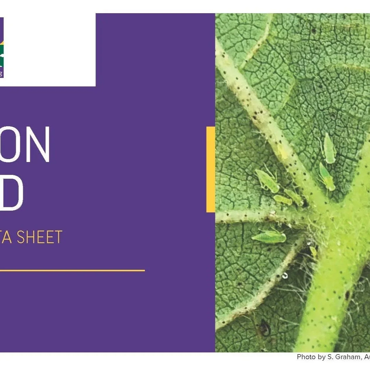 Cotton Jassid Factsheet
