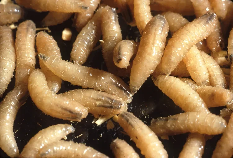 USDA Confirms Three Additional Cases of Screwworm in the United States