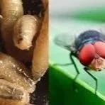 New USDA Senior Adviser On Screwworm Preparedness