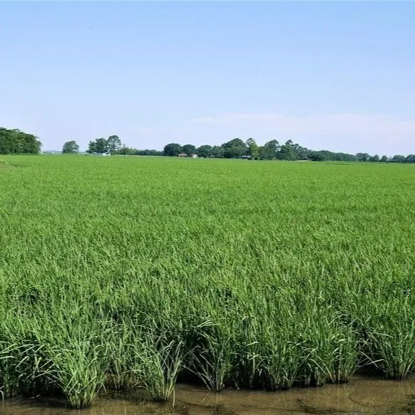 U.S. Rice Planting Near Completion As Crop Conditions Remain Strong
