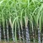 Section 18 Exemption For Sugarcane