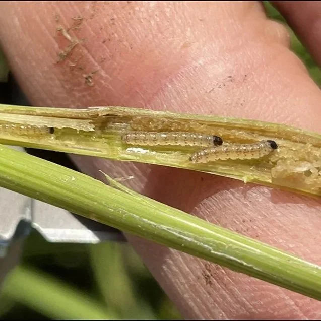 3 Front Battle: The Stem Borer, Rice Weevil &amp; Less Effective Treatments