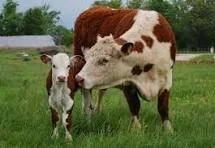 Consolidation Continues Across The US Cow-Calf Sector