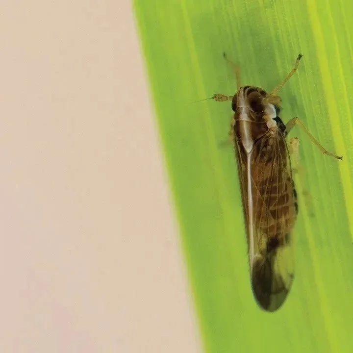 As Texas Rice Acres Drop, Rice Delphacid Threat Looms