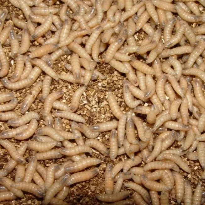 What You Need to Know About the Flesh-eating New World Screwworm