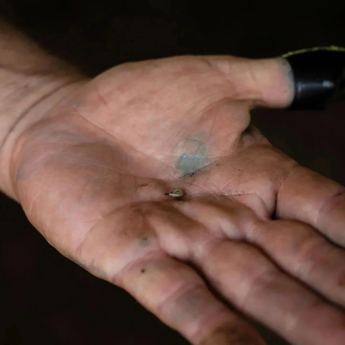 Parasitic Screwworm Fears are Mounting. Here’s What Experts Say About the Threat to Northwest Louisiana.