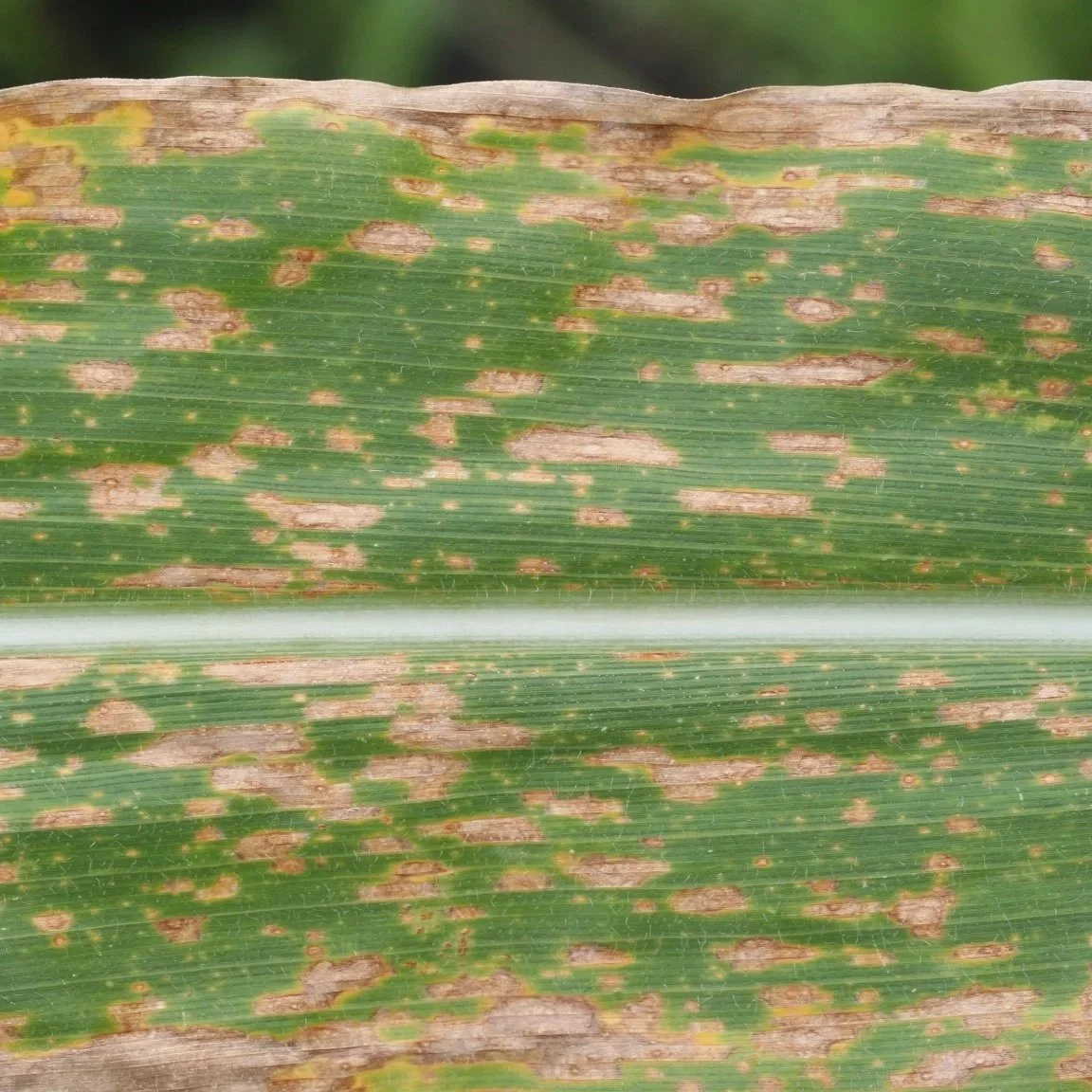 Southern Corn Leaf Blight