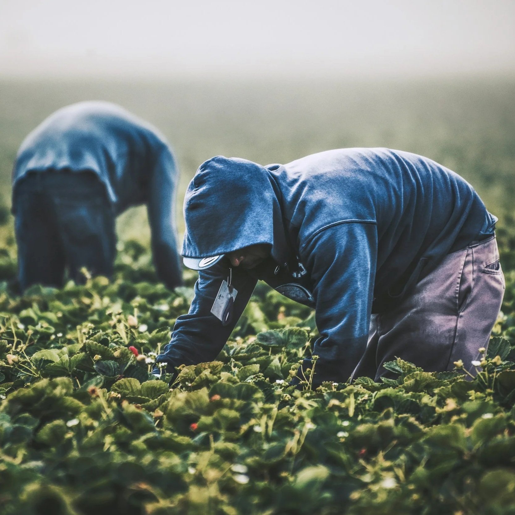 Farm Workforce Groups Push to Codify H-2A Wage Rule