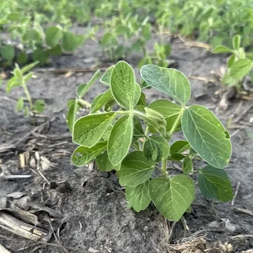 Farmers in This State Are Done Planting Soybeans, USDA Says