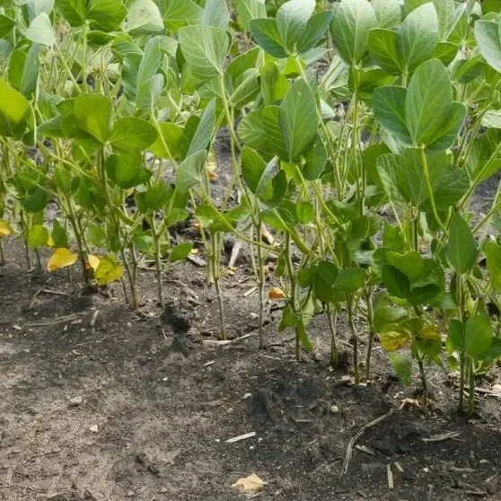 Soybean Planting Surge Signals Big Stakes for the 2026 Farm Economy