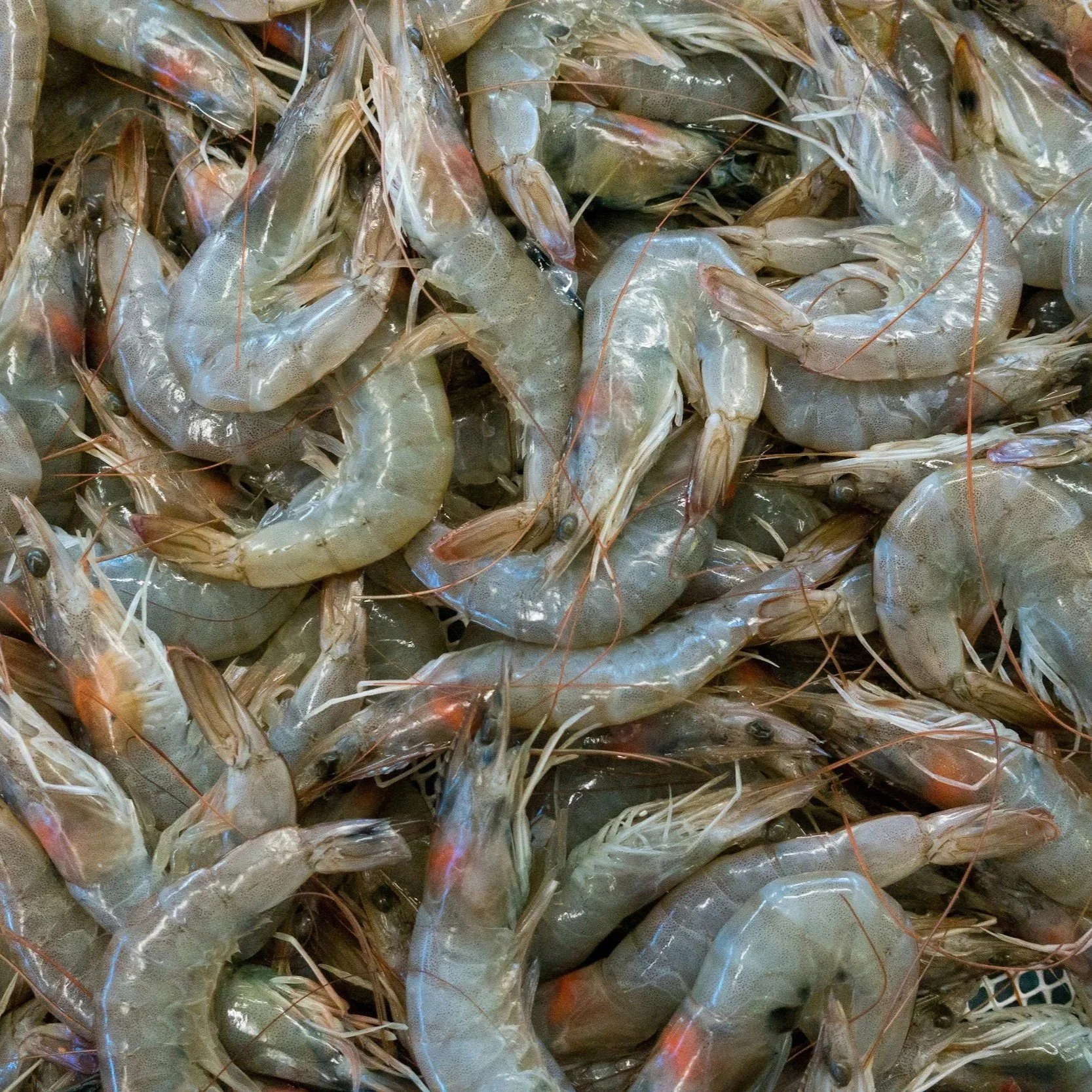 Seafood Processors Who Mix Domestic, Imported Seafood and Sell It as Local to be Penalized