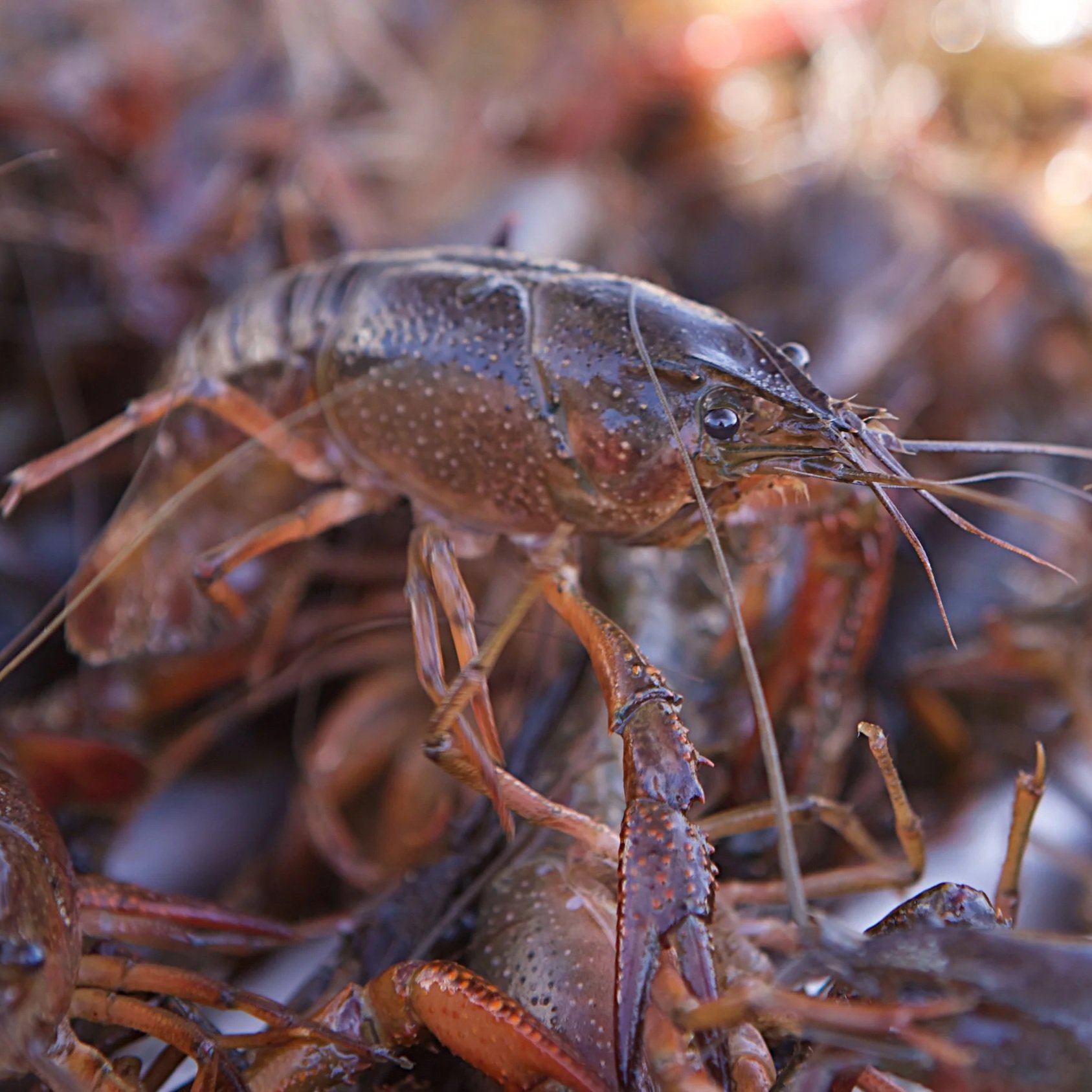 Congressmen Carter, Higgins, Fields Introduce CRAW Act