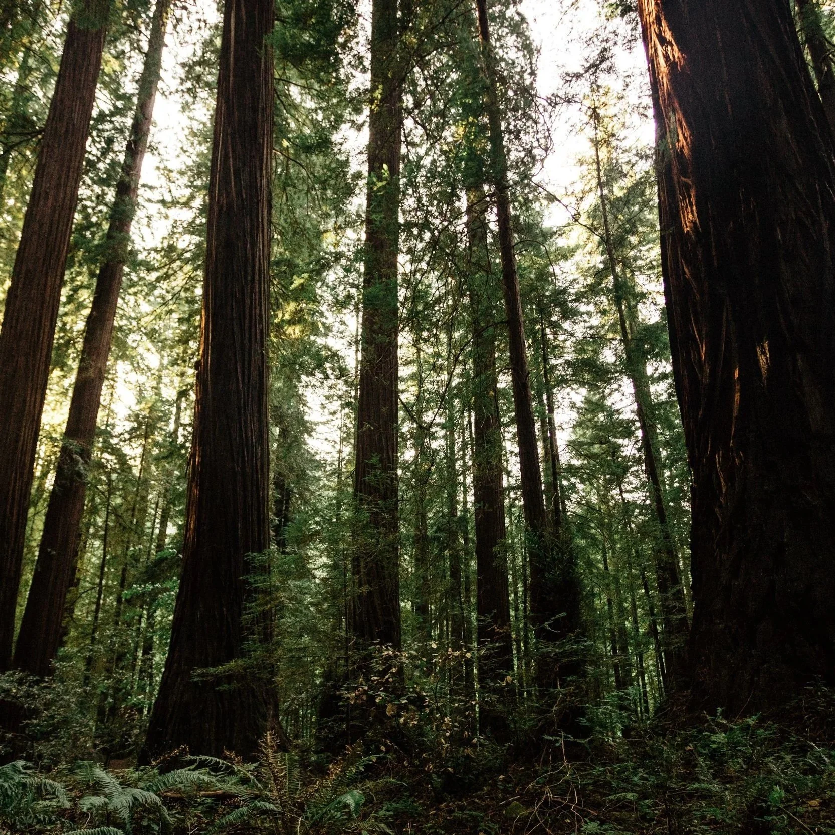 The Louisiana Forestry Initiative Launches: How Habitat Management Benefits Owners and Ecosystems