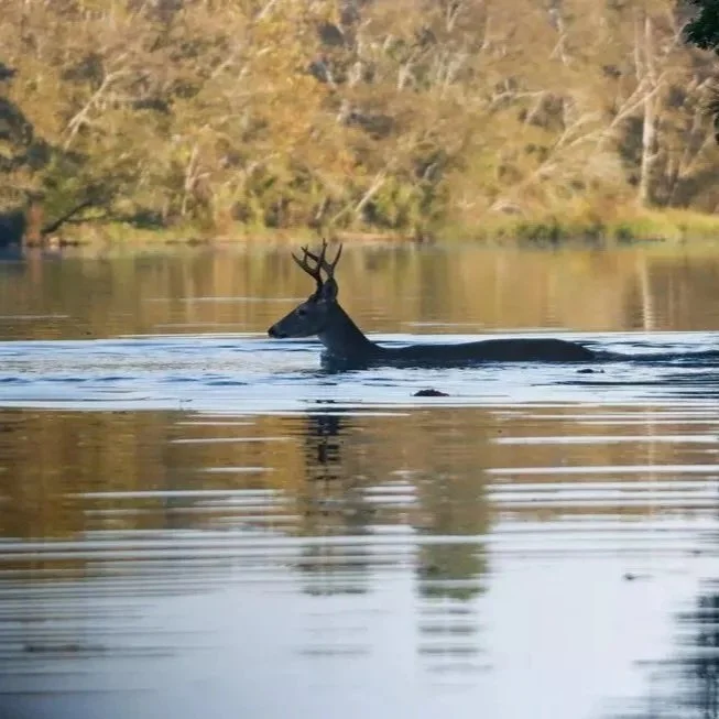 Deer Herd Escapes To Higher Ground To Escape Flooding