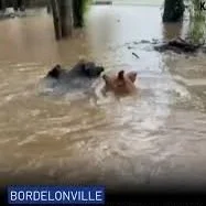 Louisiana Man Attempts To Rescue Pigs From Flood Waters