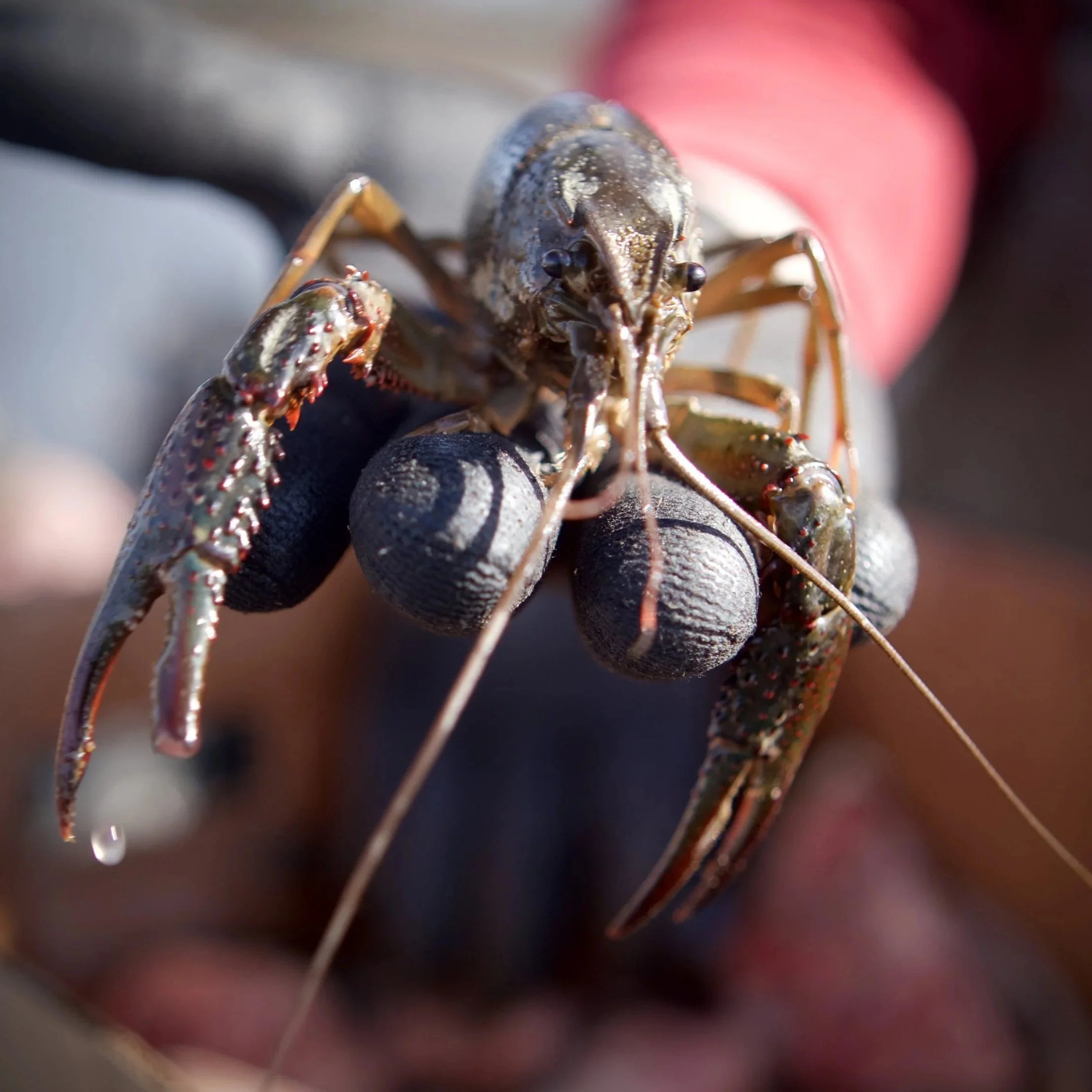 Louisiana Crawfish Farmers Hope CRAW Act Fixes Worker Shortage that Hurt 2026 Season