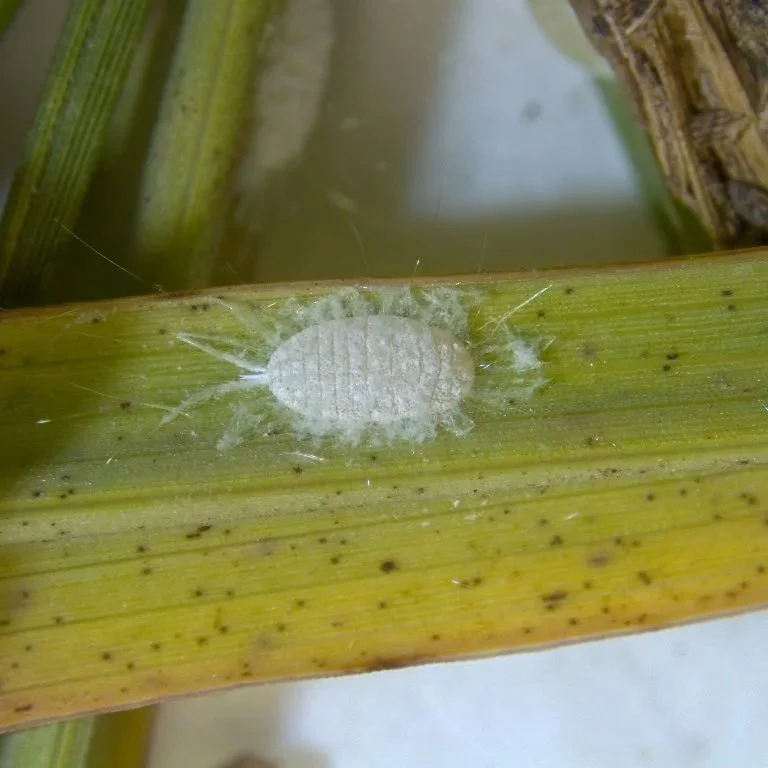 Pasture Mealybug Update--June 19, 2026