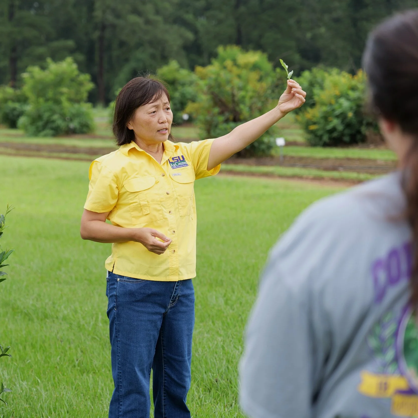 Turf’s Up! New Turfgrass Plots, Other Research Projects Featured at Hammond Field Day