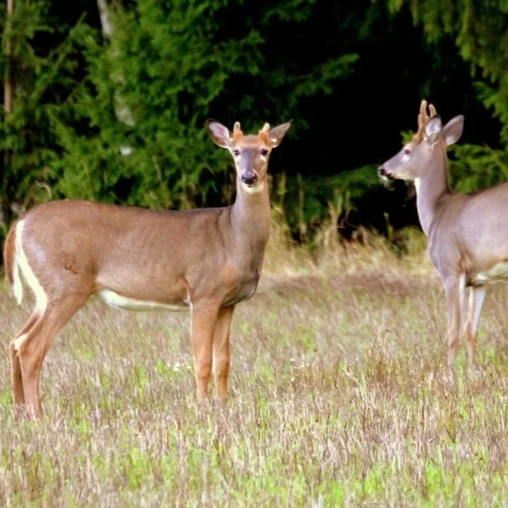House Bill 1248, Which Protects Louisiana White-tailed Deer, Signed Into Law