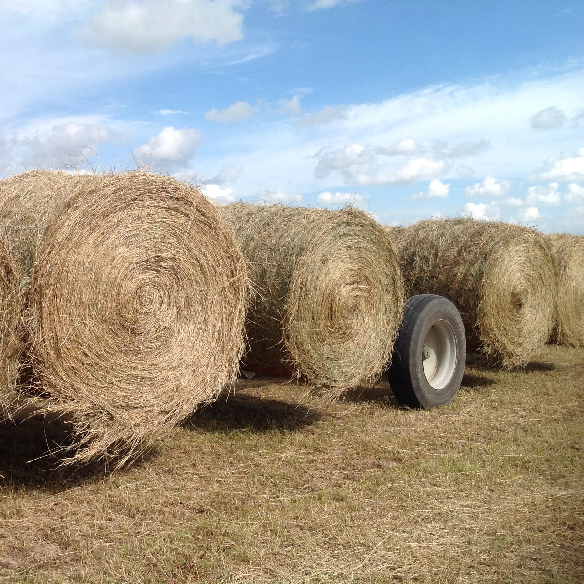 Louisiana Farm Bureau Reopens Hay Clearinghouse After Catastrophic Flooding