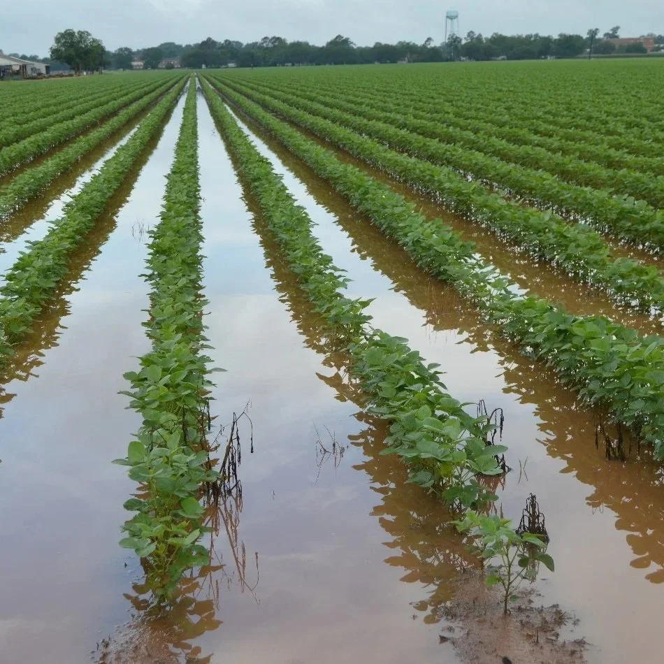Soybean Response To Flooding And Management Considerations