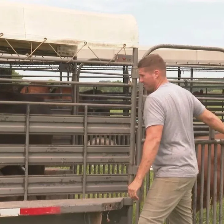 Flooding Forces Cottonport Farmer to Move Cattle, Assess Crawfish Ponds