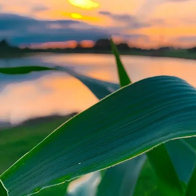 Farm Bureau Applauds President’s Call for Farmer Aid And Year-Round E15, Urges Bipartisan Action