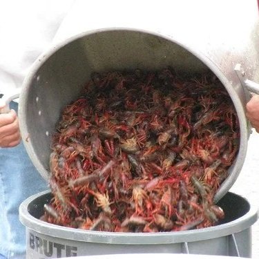 CRAW Act Seeks to Reclassify Crawfish Processors in Order to Obtain Uncapped Work Visas