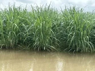 Tropical Storm Arthur Causes Estimated $112 Million in Losses for Louisiana Farmers