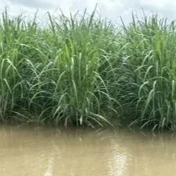 Sugarcane Considerations Following a Flood