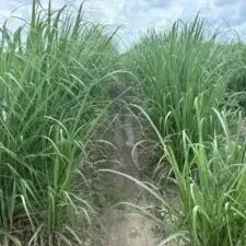 Field Days: Where Research Meets The Row