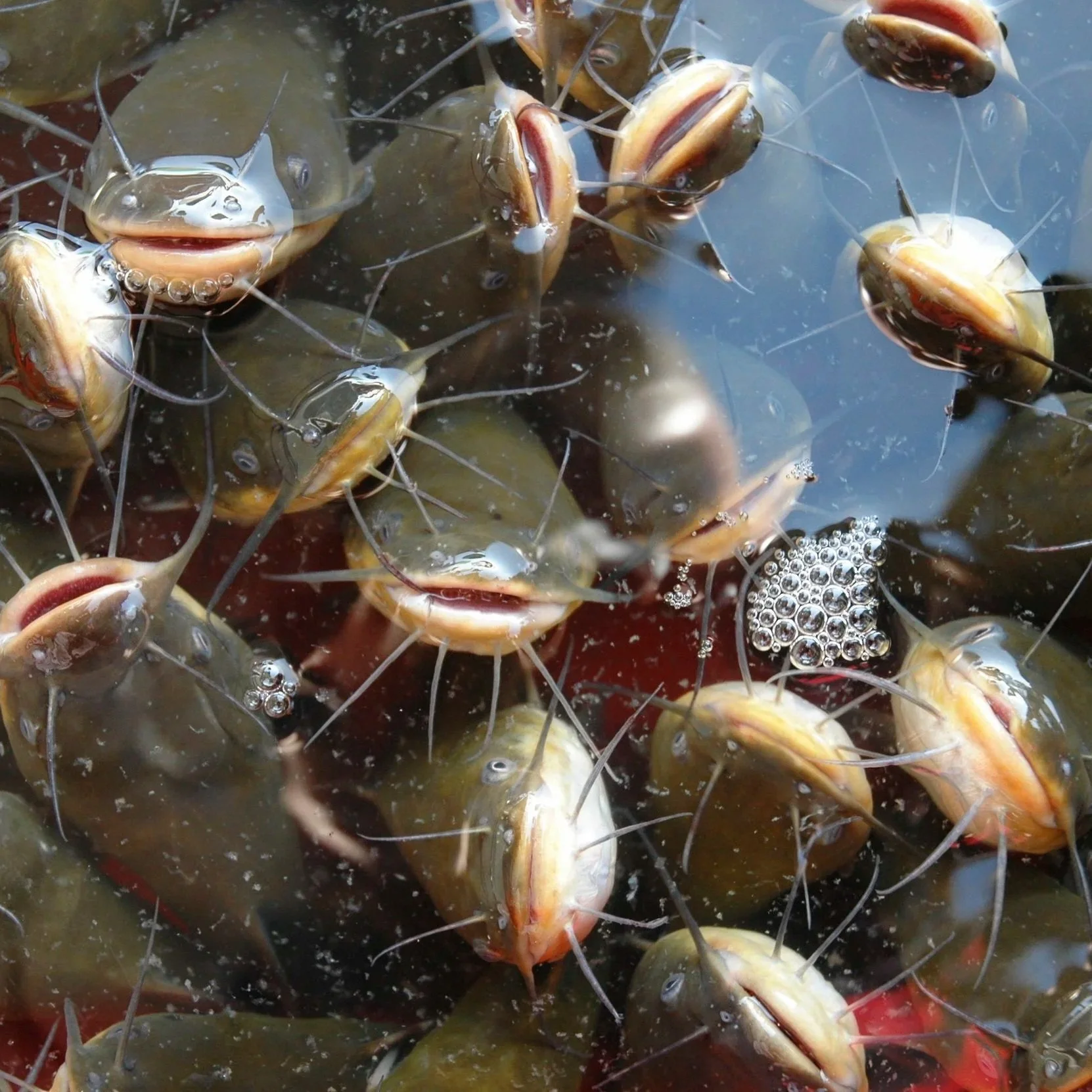 US Senators Request USDA Support for Farm-raised Catfish