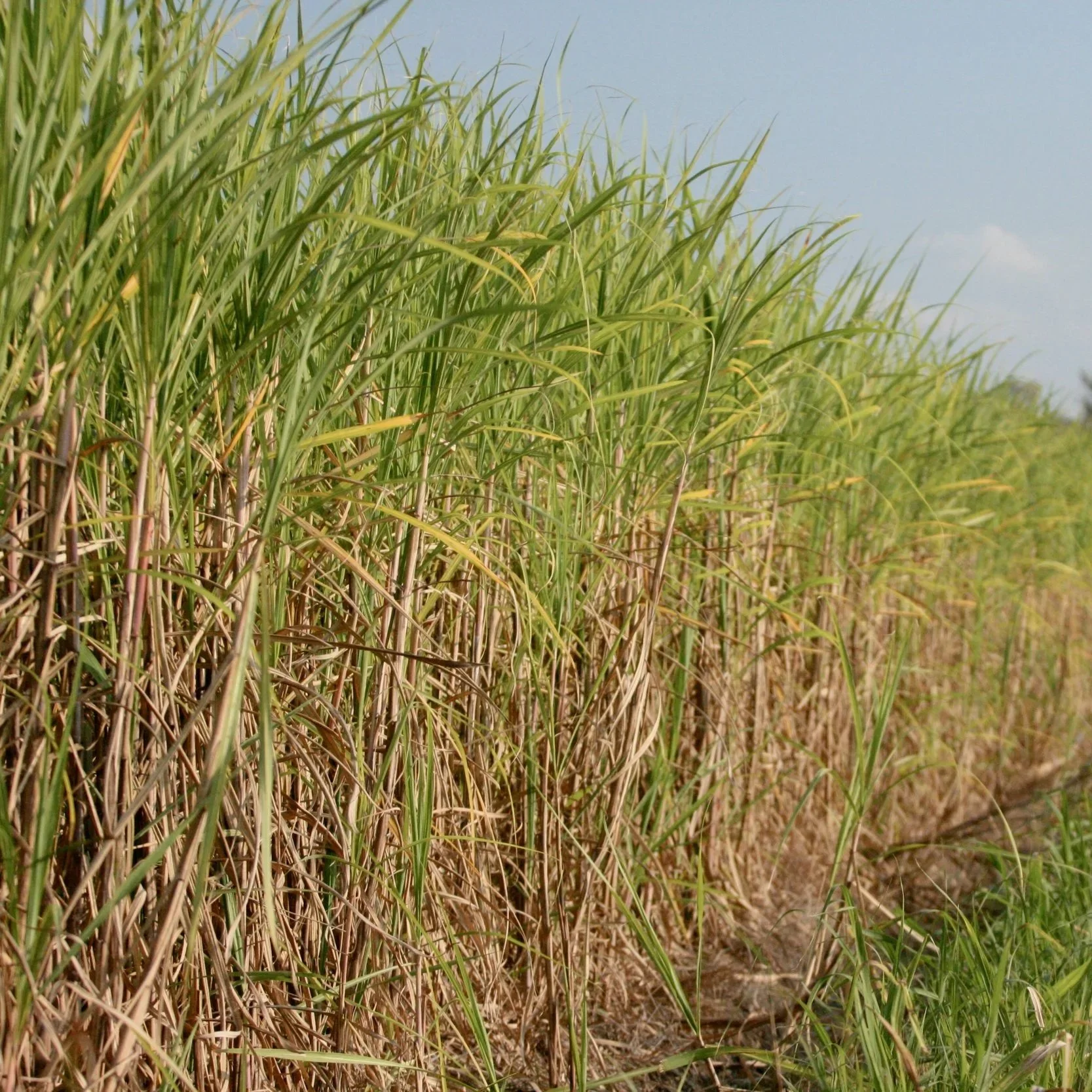 USDA Risk Management Agency Sweetens Sugarcane Insurance for Louisiana Farmers
