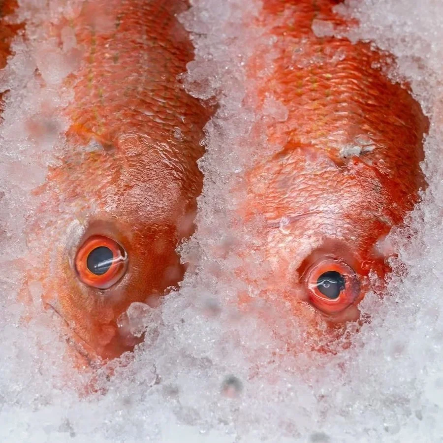 Louisiana Expands Red Snapper Limits for Fourth of July Weekend