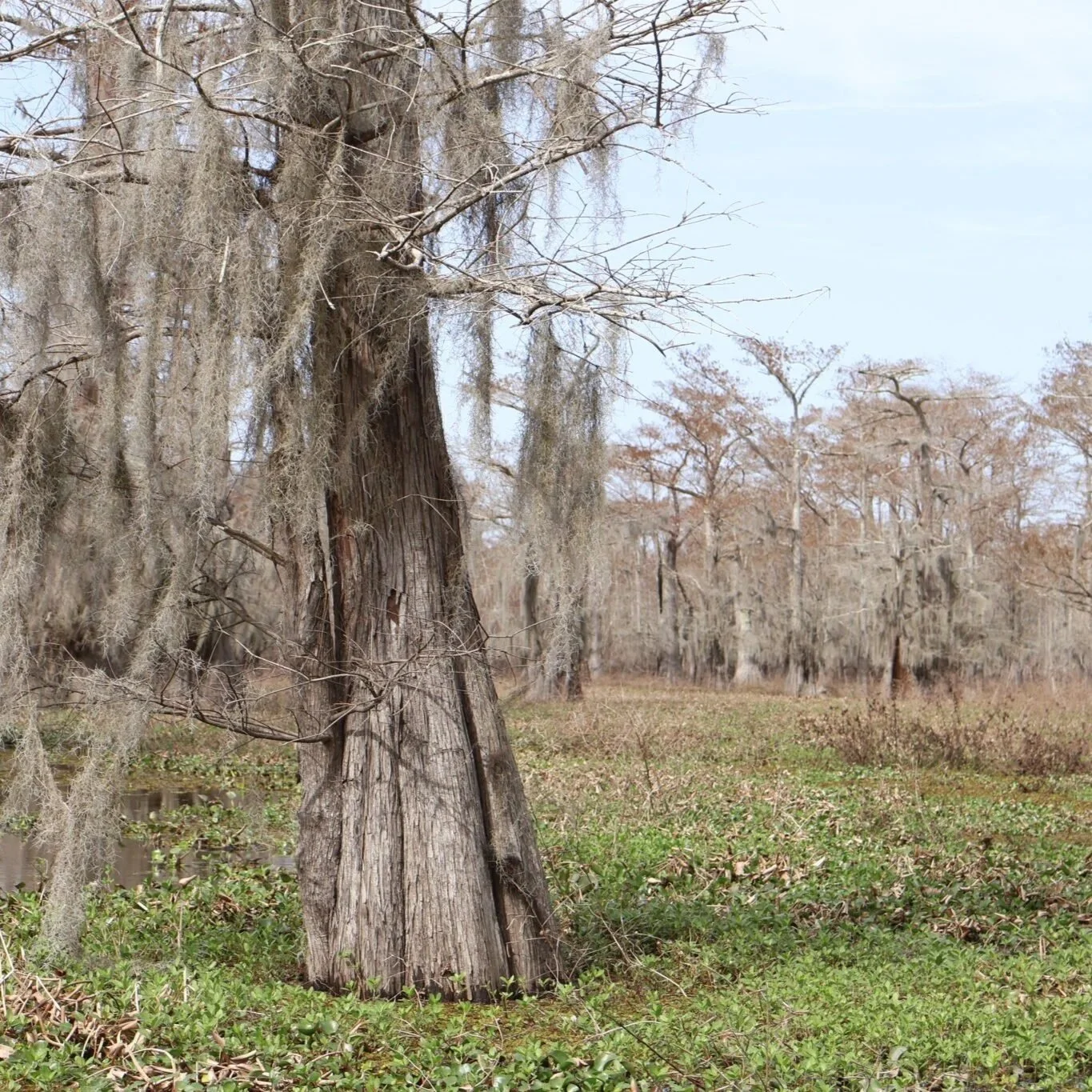 Louisiana Doubles Money Available to Nonprofits for Conservation Work