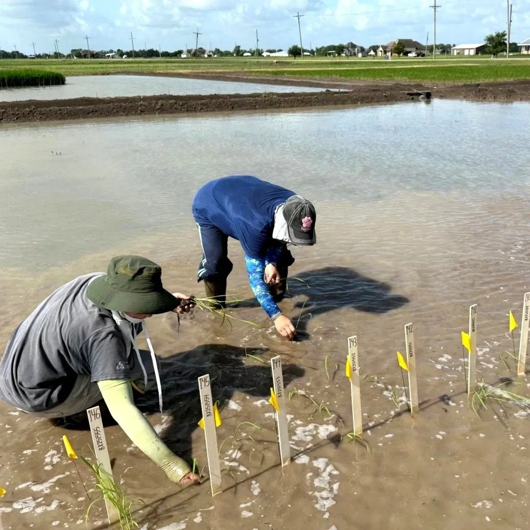 Rice Breeding is Becoming a Game Of Tradeoffs
