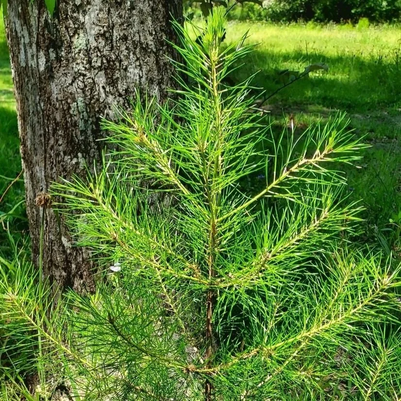 Louisiana's Native Pines are More than Just Timber